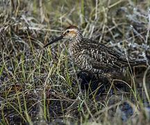 Image result for Calidris himantopus