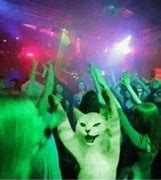 Image result for Sat Party Cat Meme