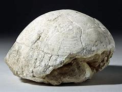 Image result for Petrified Turtle Shell
