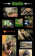 Image result for Mammals and Reptiles