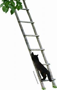 Image result for Climbing the Ladder Meme