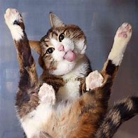 Image result for Funny Cat Poses