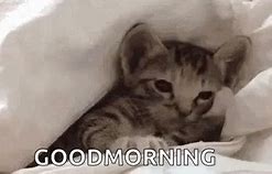 Image result for Good Morning Sleepy Cat