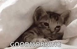 Image result for Cat Sleepy Morning Meme