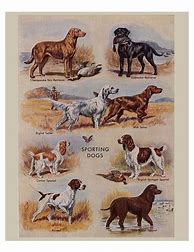 Image result for Funny Vintage Dog Posters