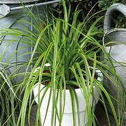 Image result for Carex oshimensis Everlime