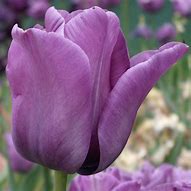 Tulipa Bleu Aimable に対する画像結果