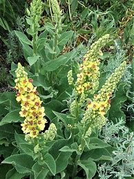 Image result for Verbascum nigrum