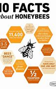 Image result for Fun Facts About Bees