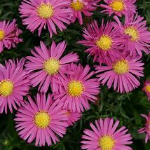 Image result for Aster Bahamas (Dumosus-Group)