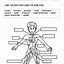 Image result for Human Body Systems Worksheets for Kids
