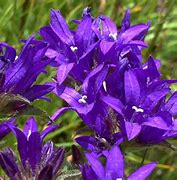 Image result for Flowering Plants with Purple Flowers