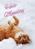Image result for Monday Cat Quotes