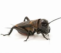 Image result for Different Cricket Species
