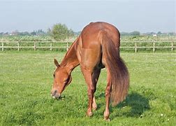Image result for Melbourne Cup Horse Creulty