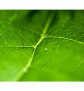 Image result for Grass Texture Top View High Resolution