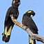 Image result for black cockatoos facts