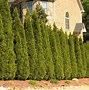 Image result for 10 Fastest Growing Evergreen Trees