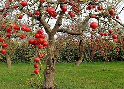 Image result for Beautiful Apple Tree