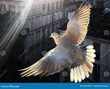 Image result for Dove Flying Folded Wings