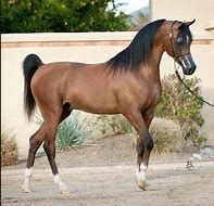 Image result for Egyptian Horse Breeds