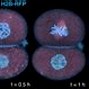 Image result for Focal Plane of Microscope