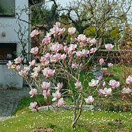 Bildergebnis für Magnolia soulangiana