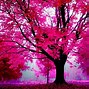Image result for Pink Desktop Wallpaper HD 1080P