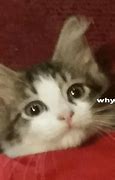 Image result for Original Cat Meme