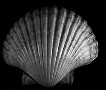 Image result for Black and White Sea Shells