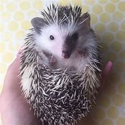 Image result for Hedgehog Pet for Sale
