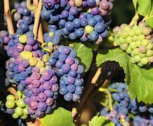 Image result for Burgundy Wine Grapes