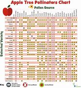 Image result for Red Delicious Apple Tree Pollination