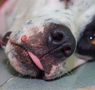 Image result for HPV in Dogs