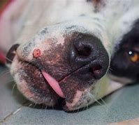 Image result for Dog Papilloma On Tongue