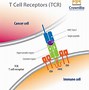 Image result for T-cell Recognition