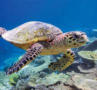 Image result for Turtle