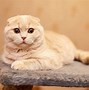Image result for Scottish Fold Cat Colors