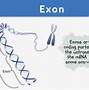 Image result for Intron and Exon Bases