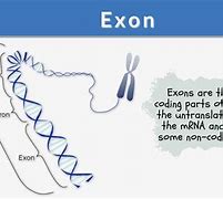 Image result for First Exon