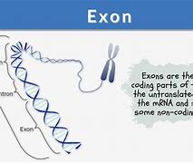 Image result for Exon Gene
