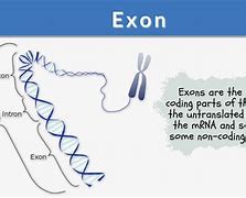 Image result for Types of Exons