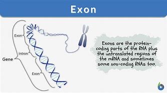 Image result for Exon with Prna