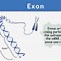 Image result for Gff Intron-Exon