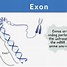 Image result for Exon Capping Intron
