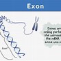 Image result for First Exon