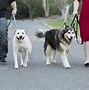 Image result for 4 Dogs