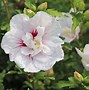 Image result for Hibiscus syriacus China Chiffon