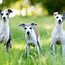 Image result for Italian Greyhound Dog Breed