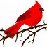 Image result for Redbird Cartoon